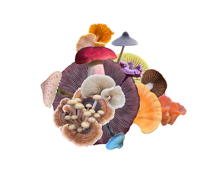 A beautiful collage of mushrooms by Sharlene François Durfey